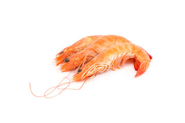 Shrimps on a white background