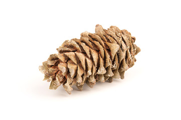 Brown pine cone