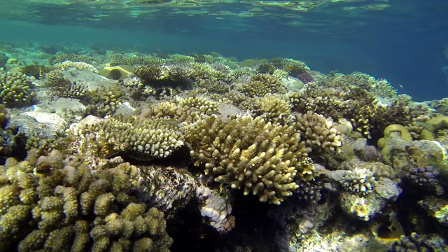 Beautiful corals underwater with people swimming

