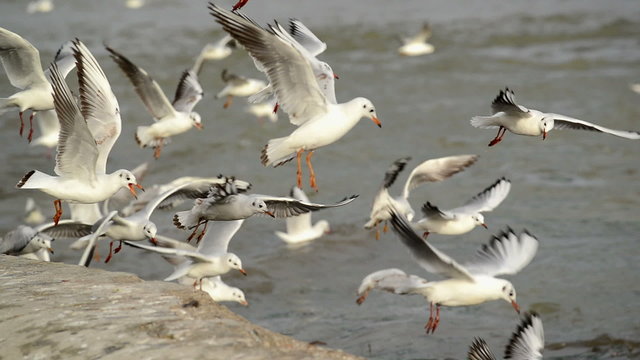 Flock of Seagulls at the Danube river bank, flapping their wings