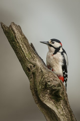 Woodpecker