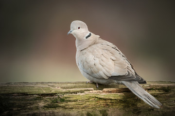 Dove