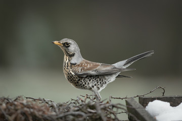 Fieldfare