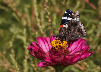 Red Admiral butterfly on zinnia flower