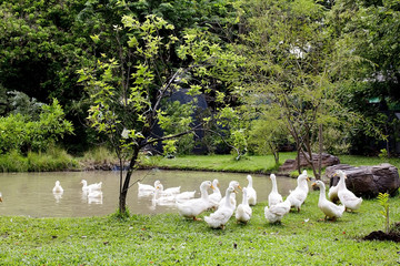A flock of ducks and geese in a park