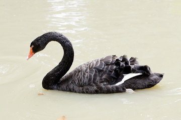 Fototapeta premium A black swan swimming on a pool of blue water. Cygnus