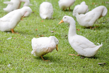 A flock of ducks and geese in a park