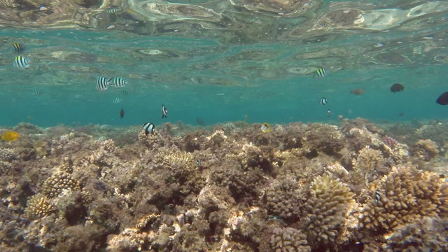 Scissortail Sergeants fish on a coral reef