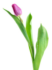tulip flowers