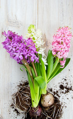 hyacinths on wooden surface