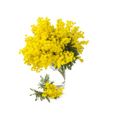 mimosa in a glass glass vase isolated on white background