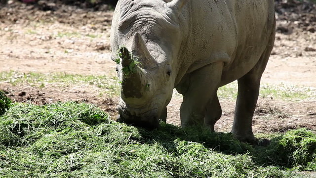 Closer shot of a rhino eating grass
