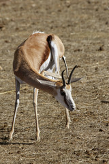 Gazelle Impalla