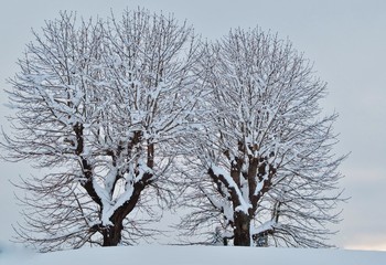 Baumzwilling im Schnee