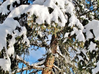 verschneiter Baum