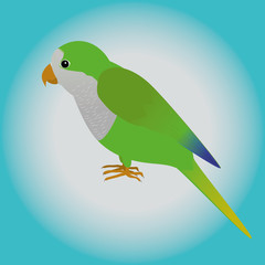 An illustration af a quaker parrot