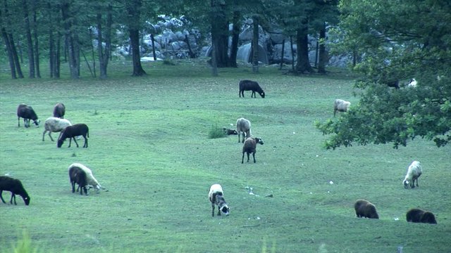 Herd of goats feeding in earl hours
