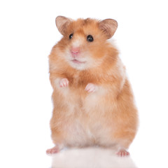 syrian hamster standing up