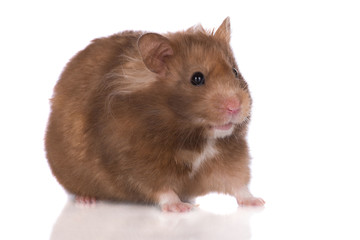 brown syrian hamster close up