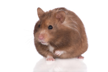 brown syrian hamster
