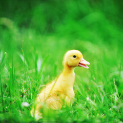 duckling on green grass