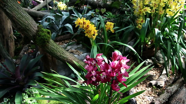 Beautiful orchid in growing and blooming in natural environment