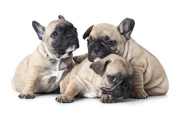 Deurstickers Franse bulldog Franse buldogpuppy van een maand oud