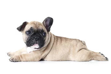 Foto auf Acrylglas Französische Bulldogge Welpe der französischen Bulldogge, der auf weißem Hintergrund liegt