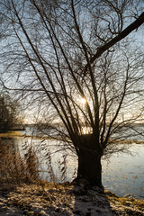 Einzelner Baum im Winter im Gegenlicht