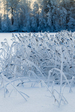 Reed plants in the frost on winter lake in forest