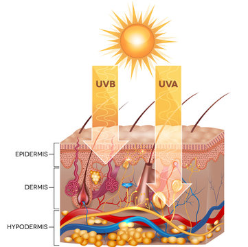 UVB and UVA radiation penetrate  into skin. Detailed anatomy