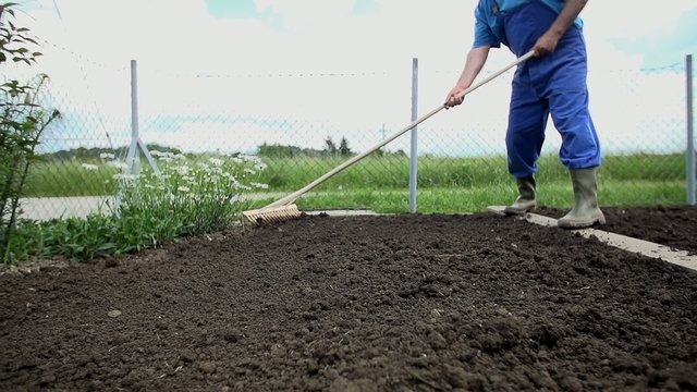 Using the rake to prepare the field surface for sowing of the vegetables
