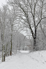 Snowy trees in winter