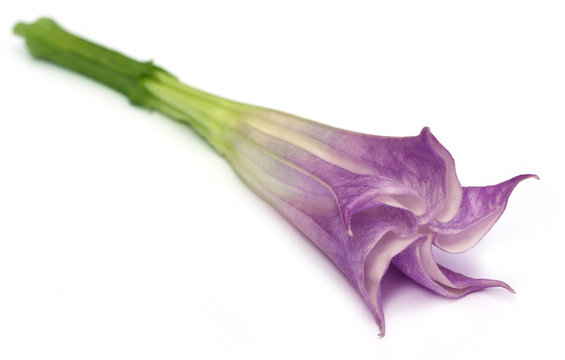 Datura flower