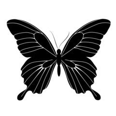 butterflies design