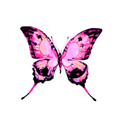 butterfly