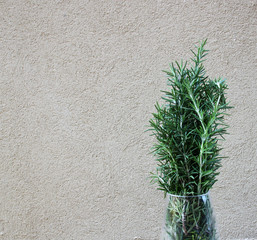 Fresh picked Rosemary Herbs against textured background