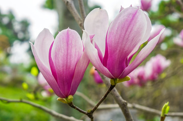 Magnolia liliiflora is a small tree native to southwest China