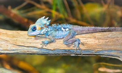 Naklejka premium Portrait of tropical iguana sits on a branch