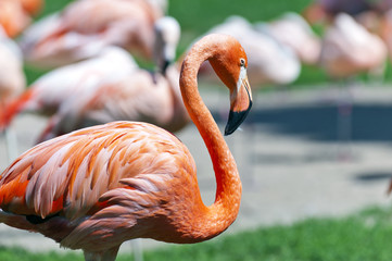 Obraz premium Flamingo