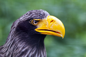 Steller's sea eagle