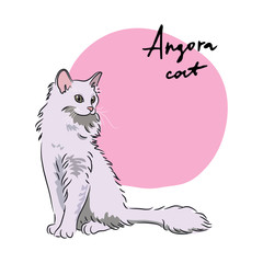 Angora cat, vector illustration