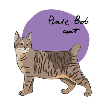 Pixie Bob cat, vector illustration