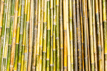 Bamboo Pole Fence