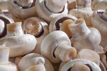 a bunch of mushrooms