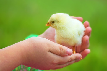 Little beautiful chicken on hands