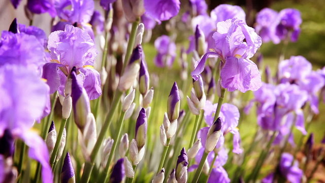 Still shot of irisis with changing focus