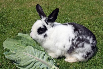 rabbit eating cabbage