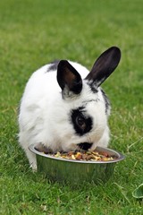 rabbit eating