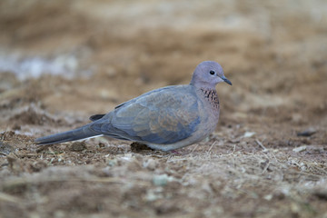 Lemon Dove